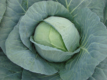 Încarcă imaginea în vizualizatorul Galerie, Varza Bucharest F1 10.000 seminte - Seminis - seminte-de-legume.ro