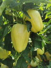 Încarcă imaginea în vizualizatorul Galerie, Ardei gras Burabella RZ F1 1000 seminte - Rijk Zwaan - seminte-de-legume.ro