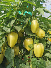 Încarcă imaginea în vizualizatorul Galerie, Ardei gras Burabella RZ F1 1000 seminte - Rijk Zwaan - seminte-de-legume.ro