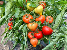 Încarcă imaginea în vizualizatorul Galerie, Tomate Costared RZ F1 1000 seminte - Rijk Zwaan - seminte-de-legume.ro