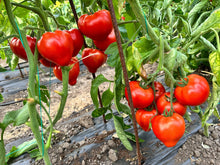 Încarcă imaginea în vizualizatorul Galerie, Tomate Costared RZ F1 1000 seminte - Rijk Zwaan - seminte-de-legume.ro