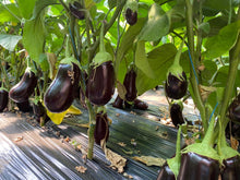 Încarcă imaginea în vizualizatorul Galerie, Vinete Minerva F1 100 seminte - Hektar - seminte-de-legume.ro