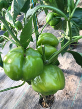 Încarcă imaginea în vizualizatorul Galerie, Ardei gogosar Scorilo F1 100 seminte - Hektar - seminte-de-legume.ro