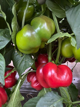 Încarcă imaginea în vizualizatorul Galerie, Ardei gogosar Scorilo F1 100 seminte - Hektar - seminte-de-legume.ro