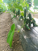 Încarcă imaginea în vizualizatorul Galerie, Castraveti Prut F1 100 seminte - Hektar - seminte-de-legume.ro