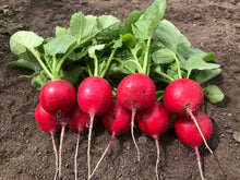 Încarcă imaginea în vizualizatorul Galerie, Ridichi Laurella F1 10000 seminte - Hazera - seminte-de-legume.ro