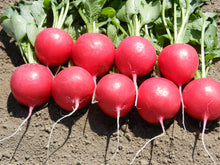 Încarcă imaginea în vizualizatorul Galerie, Ridichi Melito F1 10000 seminte - Hazera - seminte-de-legume.ro