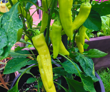 Încarcă imaginea în vizualizatorul Galerie, Ardei iute Severus F1 100 seminte - Hektar - seminte-de-legume.ro