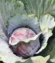Încarcă imaginea în vizualizatorul Galerie, Varza Rosie Azurro F1 1000 seminte - Bejo - seminte-de-legume.ro