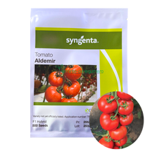 Încarcă imaginea în vizualizatorul Galerie, Tomate Aldemir F1 500 seminte - Syngenta - seminte-de-legume.ro