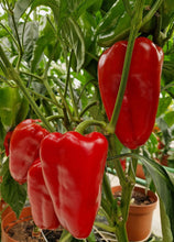 Încarcă imaginea în vizualizatorul Galerie, Ardei lung Karpathos F1 100 seminte - Hektar - seminte-de-legume.ro