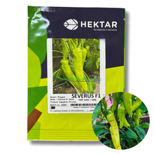Încarcă imaginea în vizualizatorul Galerie, Ardei iute Severus F1 100 seminte - Hektar - seminte-de-legume.ro
