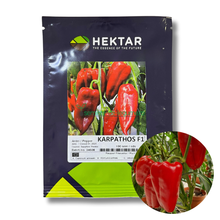 Încarcă imaginea în vizualizatorul Galerie, Ardei lung Karpathos F1 100 seminte - Hektar - seminte-de-legume.ro