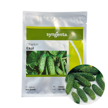 Încarcă imaginea în vizualizatorul Galerie, Castraveti Ekol F1 500 seminte - Syngenta - seminte-de-legume.ro