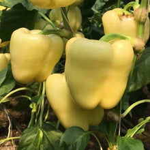 Încarcă imaginea în vizualizatorul Galerie, Ardei Goldano F1 100 seminte