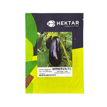 Încarcă imaginea în vizualizatorul Galerie, Vinete Minerva F1 100 seminte - Hektar - seminte-de-legume.ro