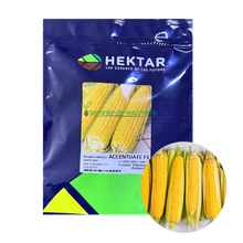 Încarcă imaginea în vizualizatorul Galerie, Porumb zaharat Accentuate F1 1000 seminte - Hektar - seminte-de-legume.ro