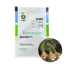 Încarcă imaginea în vizualizatorul Galerie, Telina Balena F1 10000 seminte - Bejo - seminte-de-legume.ro