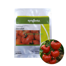 Încarcă imaginea în vizualizatorul Galerie, Tomate Devonet F1 500 seminte - Syngenta - seminte-de-legume.ro