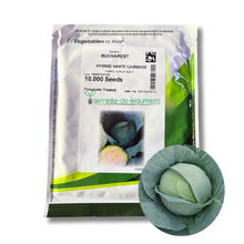 Încarcă imaginea în vizualizatorul Galerie, Varza Bucharest F1 10.000 seminte - Seminis - seminte-de-legume.ro