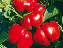 Încarcă imaginea în vizualizatorul Galerie, Ardei gogosar Kabala F1 500 seminte - Syngenta - seminte-de-legume.ro