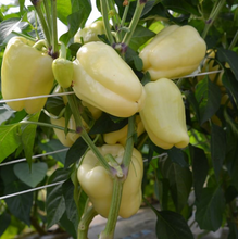 Încarcă imaginea în vizualizatorul Galerie, Ardei gras Blancina F1 500 seminte - Enza Zaden - seminte-de-legume.ro