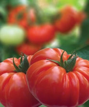 Încarcă imaginea în vizualizatorul Galerie, Tomate Buffalosteak F1 250 seminte - seminte-de-legume.ro - seminte-de-legume.ro