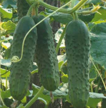 Încarcă imaginea în vizualizatorul Galerie, Castraveti Ekol F1 500 seminte - Syngenta - seminte-de-legume.ro