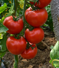 Încarcă imaginea în vizualizatorul Galerie, Tomate Devonet F1 500 seminte - Syngenta - seminte-de-legume.ro