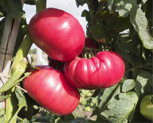 Încarcă imaginea în vizualizatorul Galerie, Tomate Buffalopink F1 250 seminte - seminte-de-legume.ro - seminte-de-legume.ro