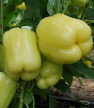 Încarcă imaginea în vizualizatorul Galerie, Ardei Silverado F1 1000 seminte - seminte-de-legume.ro - seminte-de-legume.ro