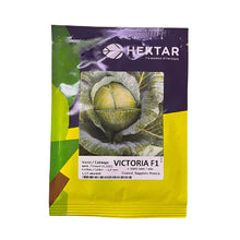 Încarcă imaginea în vizualizatorul Galerie, Varza Victoria F1 2500 seminte - Hektar - seminte-de-legume.ro