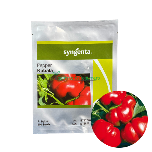 Ardei gogosar Kabala F1 500 seminte - Syngenta - seminte-de-legume.ro