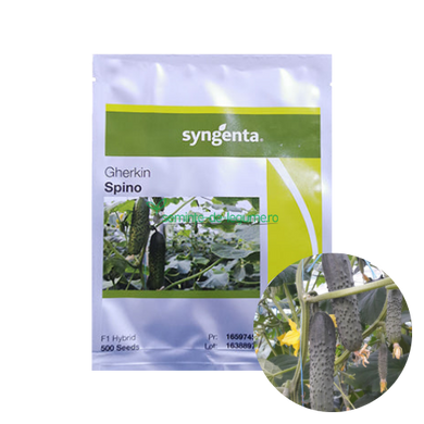 Castraveti Spino F1 500 seminte - Syngenta - seminte-de-legume.ro