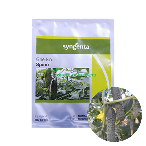 Castraveti Spino F1 500 seminte - Syngenta - seminte-de-legume.ro