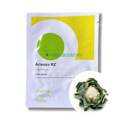 Conopida Arienzo RZ F1 1000 seminte - Rijk Zwaan - seminte-de-legume.ro