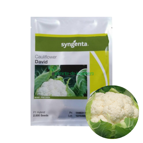 Conopida David F1 2500 seminte - Syngenta - seminte-de-legume.ro