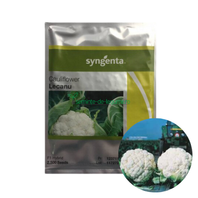 Conopida Lecanu F1 2500 seminte - Syngenta - seminte-de-legume.ro