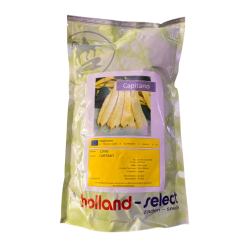 Fasole Capitano 1 kg - Holland - seminte-de-legume.ro