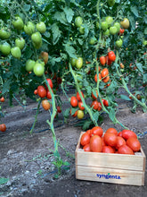Încarcă imaginea în vizualizatorul Galerie, Tomate Isiaki F1 500 seminte - Syngenta - seminte-de-legume.ro

