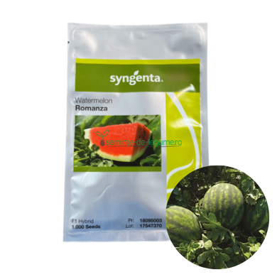 Pepene verde Romanza F1 1000 seminte - Syngenta - seminte-de-legume.ro