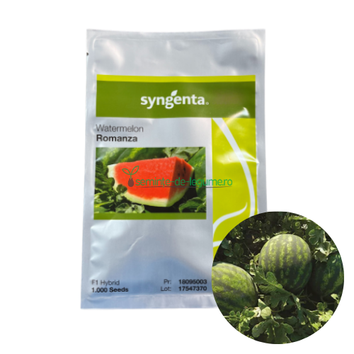 Pepene verde Romanza F1 1000 seminte - Syngenta - seminte-de-legume.ro