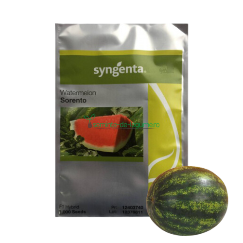 Pepene verde Sorento F1 1000 seminte - Syngenta - seminte-de-legume.ro