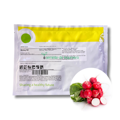 Ridichi Belsay RZ F1 25000 seminte - Rijk Zwaan - seminte-de-legume.ro
