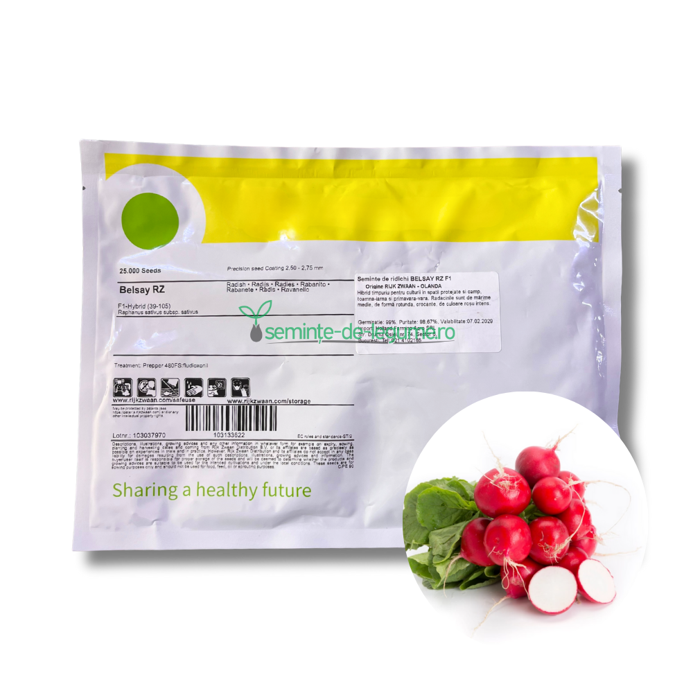 Ridichi Belsay RZ F1 25000 seminte - Rijk Zwaan - seminte-de-legume.ro