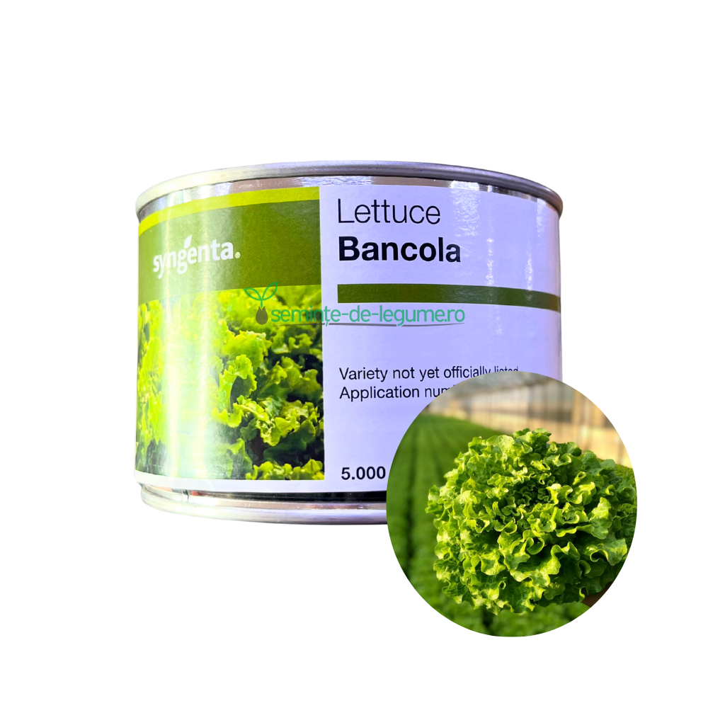 Salata creata Bancola drajata 5000 seminte