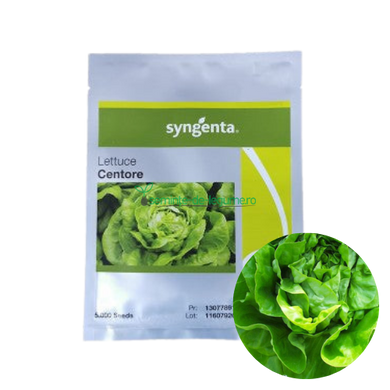 Salata Centore F1 5000 seminte - Syngenta - seminte-de-legume.ro