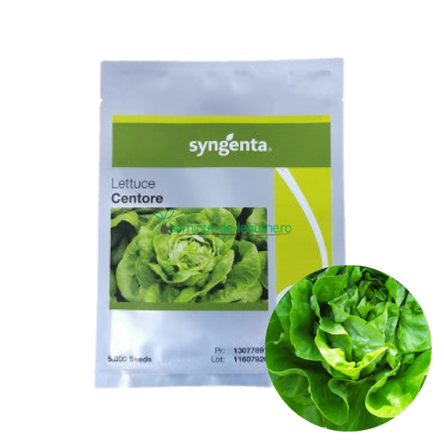 Salata Centore F1 5000 seminte - Syngenta - seminte-de-legume.ro