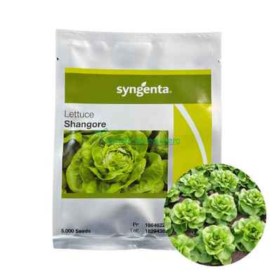 Salata Shangore 5000 seminte - Syngenta - seminte-de-legume.ro