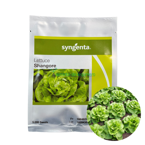 Salata Shangore 5000 seminte - Syngenta - seminte-de-legume.ro